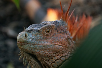 Iguana